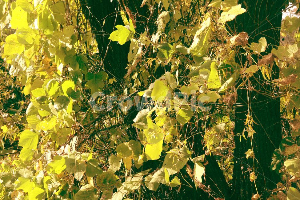 자연,풍경,nature,단풍,가을,나무,나뭇잎,식물,햇빛,가을,계절,fall,autumn,season,식물,자연,plants,nature,나무,trees,wood,plant