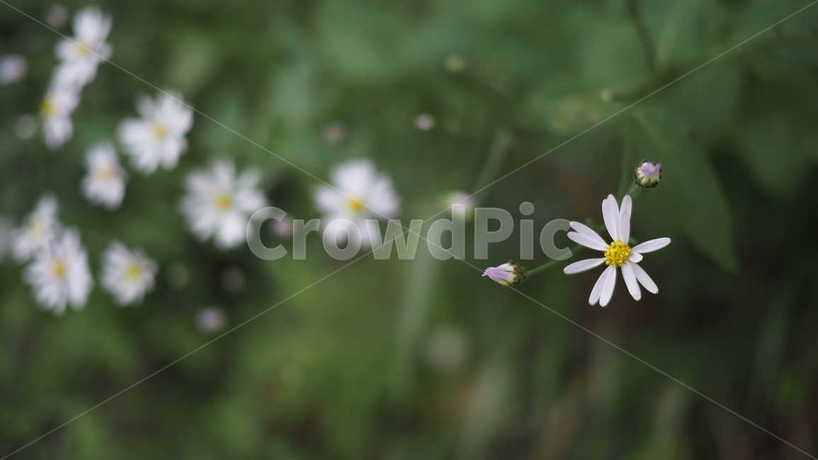 야생화,꽃,color,wildflower,flower