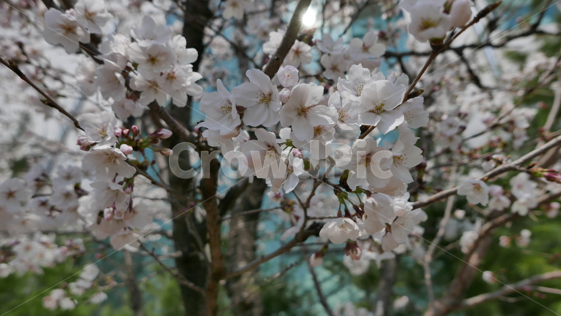blossom,spring,flower,봄,벚꽃,꽃송이,감성,꽃