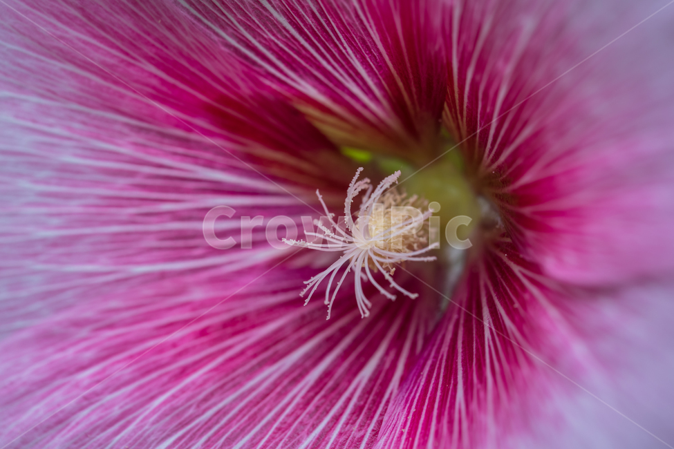 자연,꽃,접시꽃,접사,마크로,꽃가루,꽃수술,꽃잎,nature,flower,macro,식물,자연,plants,nature,꽃,flower