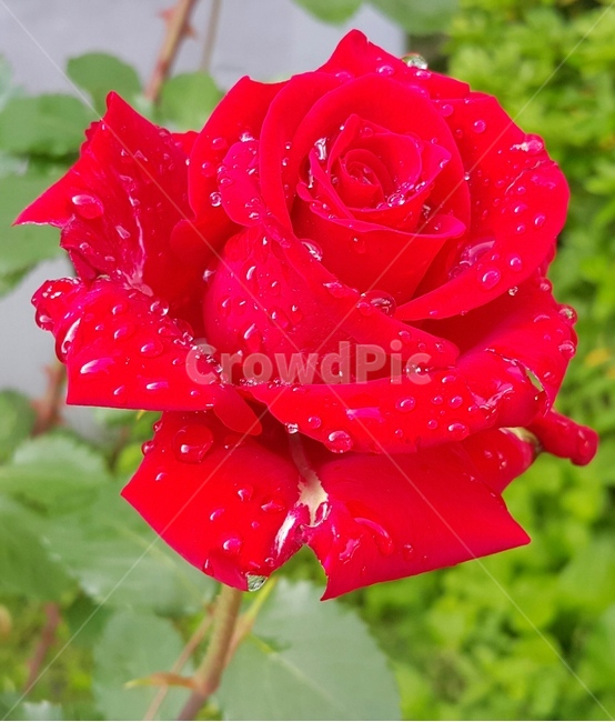 장미,꽃,자연,식물,빨간색,물방울,fresh,flower,rose,plant,nature,red,leaf,식물,자연,plants,nature,꽃,flower