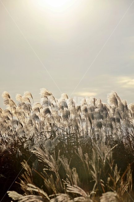 갈대,공원,하늘,햇빛,reed,park,sky,가을,계절,fall,autumn,season,자연,풍경,nature,landscape,식물,plants,grass,잔디,plant,lawn