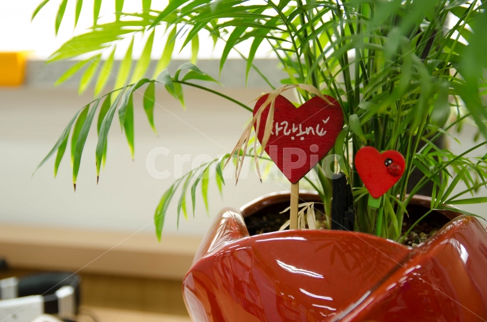 사랑해요,사랑,식물,고백,하트,식물,자연,plants,nature,실내용화초,화분,화초,house plant,감정표현,기분,feeling,emotion,인테리어,실내디자인,interior design