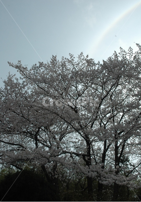벚꽃,cherryblossom,꽃,벗꽃축제,힐링,봄,계절,spring,season,식물,자연,plants,nature,나무,trees,wood,tree,plant