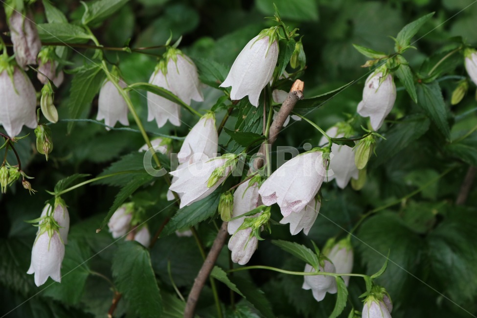 꽃,식물,자연,초롱꽃,분홍,초록,flower,plants,nature,pink,green,hana,shokubutsu,kikyou,pinku,midori,식물,자연,plants,nature,꽃,flower
