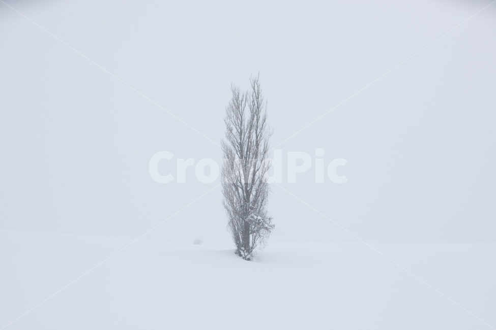 설경,눈,비에이,북해도,겨울풍경,snow,겨울,계절,winter,season,자연,풍경,nature,landscape,해외,외국,세계,foreign,oversea,world,세계자연풍경,해외자연풍경,외국자연풍경,world nature landscape,식물,plants,나무,trees,wood,tree,plant,outdoors,옥외
