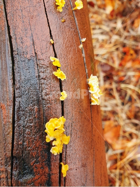꽃,flower,노란꽃,나무,여름꽃,가을,꽃나무,plant,tree