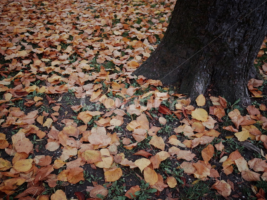 나뭇잎,단풍,잎,leaf,ground,바닥,tree,나무,가을,가을,계절,fall,autumn,season