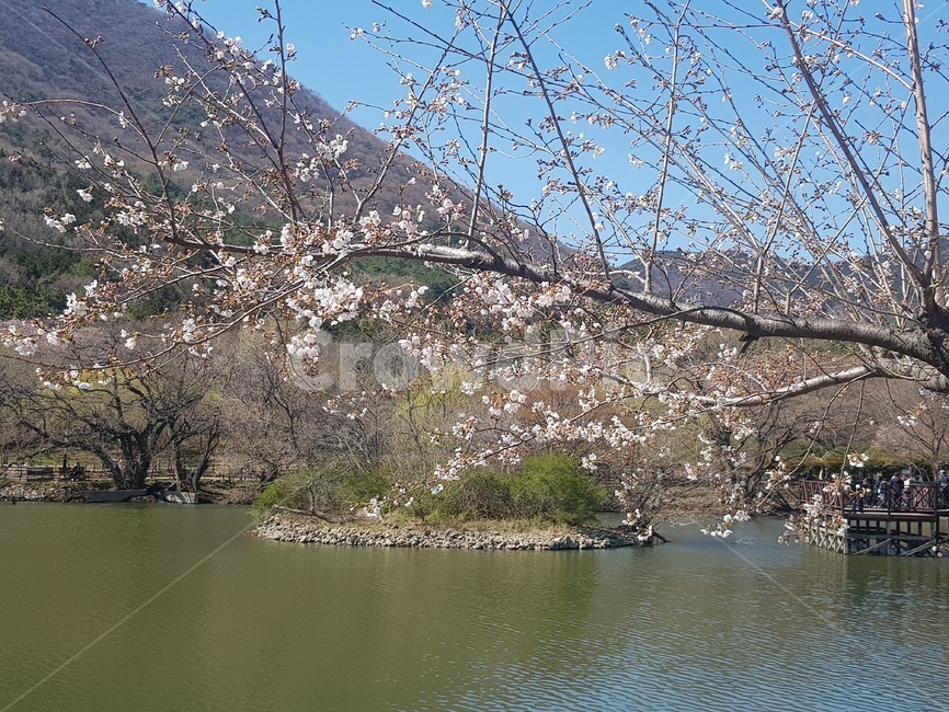 호수,공원,풍경,봄,나무,봄,계절,spring,season,자연,풍경,nature,landscape,식물,plants,꽃,flower