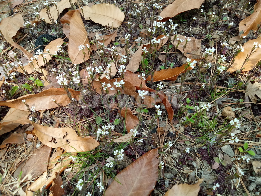 낙엽,단풍,落葉,leaves,나뭇잎,식물,흰꽃