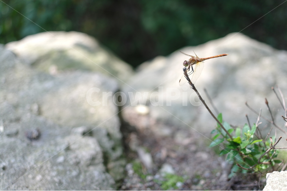 잠자리,여름,접사,곤충,망원,동물,animal,곤충,벌레,insect,bug