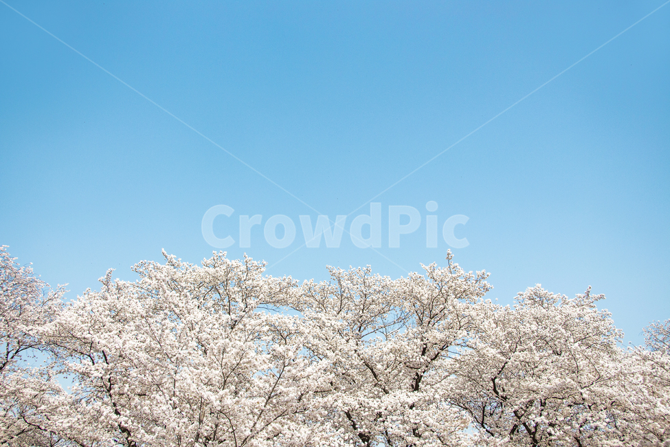 벚꽃,봄,나들이,배경,계절,꽃,자연,식물,한국,봄,계절,spring,season,자연,풍경,nature,landscape,plant,flower,blossom