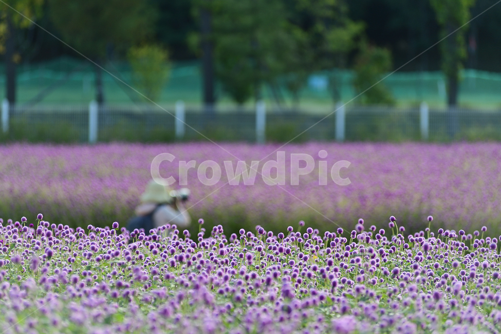 천일홍,출사,사진작가,꽃밭,집중,식물,자연,plants,nature,꽃,flower,사람,인물,인간,human,person,사진작가,포토그래퍼,photographer