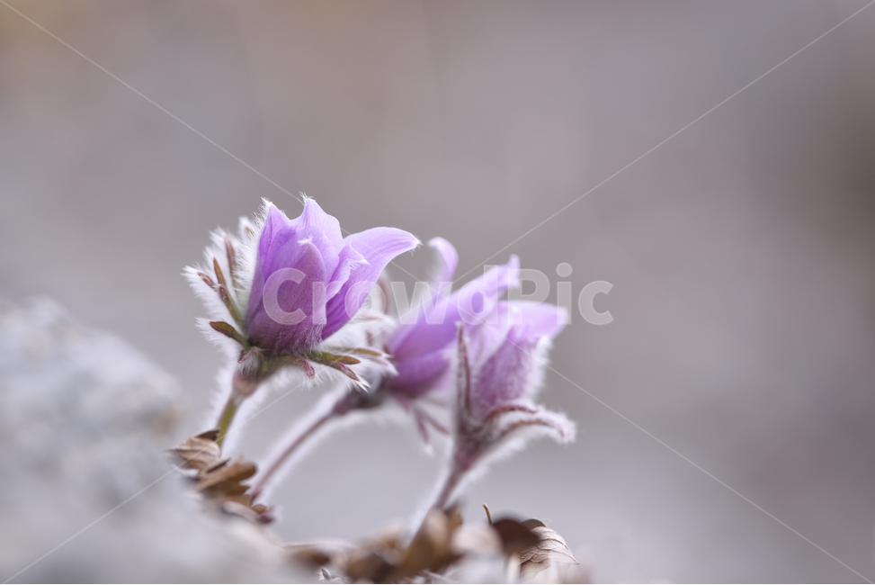 동강할미꽃,할미꽃,식물,꽃,자생식물,야생화,동강,오브젝트,보라색,자연,봄,솜털,자주색,햇빛,토종,바위,화려한,들꽃,접사,근접,한국,자생종,봄꽃,배경,식물,자연,plants,nature,꽃,flower