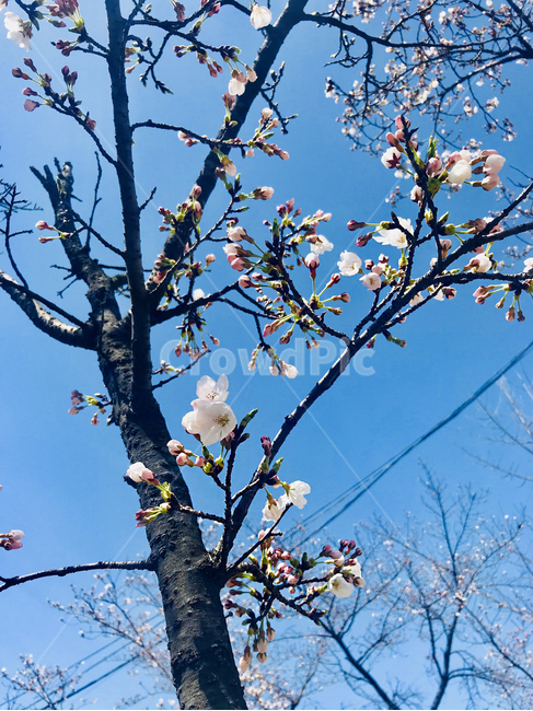 봄,벚꽃,벚나무,봄꽃,꽃,봄,계절,spring,season,식물,자연,plants,nature,꽃,flower,plant,blossom