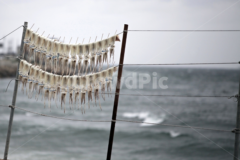 오징어,squid,동해안,7번국도,생물,자연,풍경,nature,landscape,한국자연풍경,한국자연경관,korea nature landscape,음식,식재료,요리,food,cook,meal,dishes,food reserves,수산물,해산물,fishery products,seafood,산업,industry,industrial,어업,fishery,fishing industry,ice,빙,outdoors,옥외