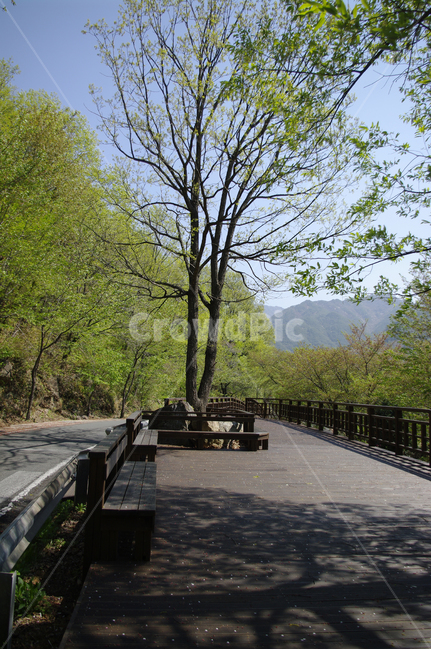하동,길,벚꽃나무,식물,plant,봄,spring,초록,자연,풍경,nature,landscape,path,통로,banister,난간,handrail,walkway,보도,boardwalk,산책로,building,건물,bridge,다리