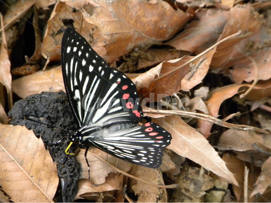 나비,butterfly,홍점알락나비,호랑나비,애벌레,번데기,동물,animal,곤충,벌레,insect,bug