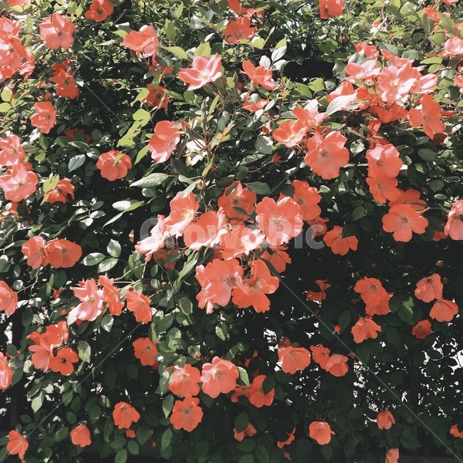 감성,감성사진,꽃,flower,봄,식물,자연,plants,nature,꽃,flower