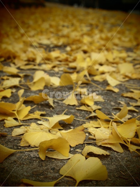 가을,은행,단풍,노란단풍,떨어진낙엽,은행잎,노란은행잎,가을,계절,fall,autumn,season,plant,식물,leaf,잎,ground,바닥