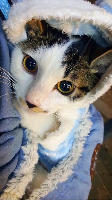 고양이,동물,cat,animal,반려묘,동물,animal,포유류,mammal,고양이,cat,kitten,kitty