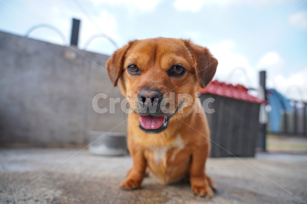 강아지,개,귀여움,시골,동물,애완견,동물,animal,포유류,mammal,개,강아지,dog,doggy