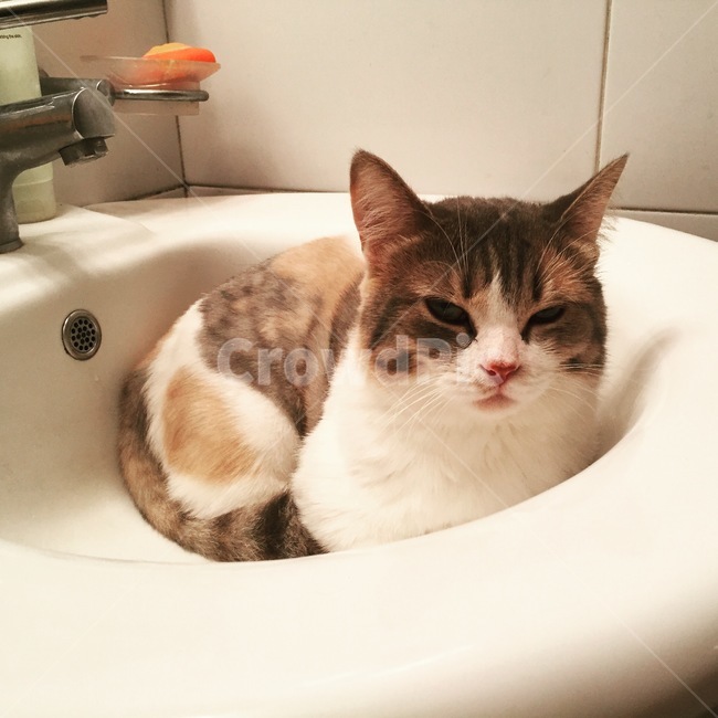 고양이,졸린고양이,먼치킨고양이,고등어고양이,냥이