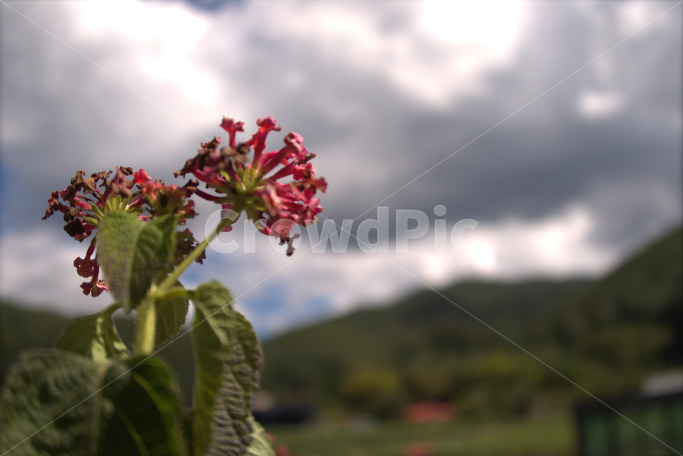 꽃,봄,계절,화분,야생화,여름,flower,식물,자연,plants,nature,꽃,flower
