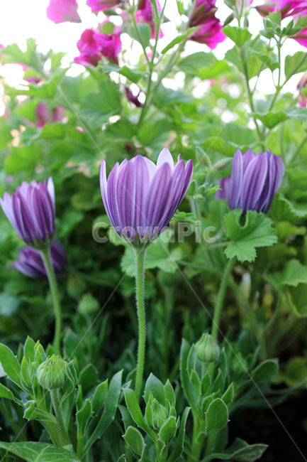 꽃,flowers,봄,식물,계절,정원,꽃밭,컬러풀,클로즈업,자연,꽃잎,가드닝,텃밭,아름다움,뷰티,백그라운드,배경,배경이미지,꽃봉오리,보라,보라색꽃,식물,자연,plants,nature,꽃,flower