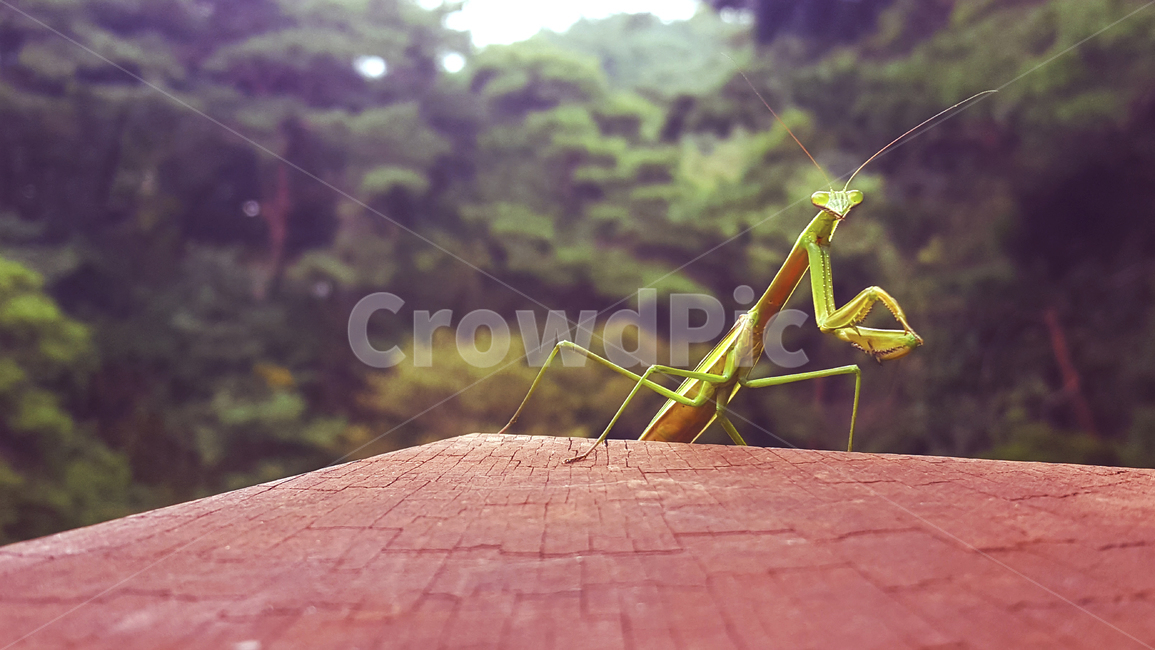 사마귀,곤충,벌레,자연,산,공원,나무,동물,nature,bug,insects,mountain,wood