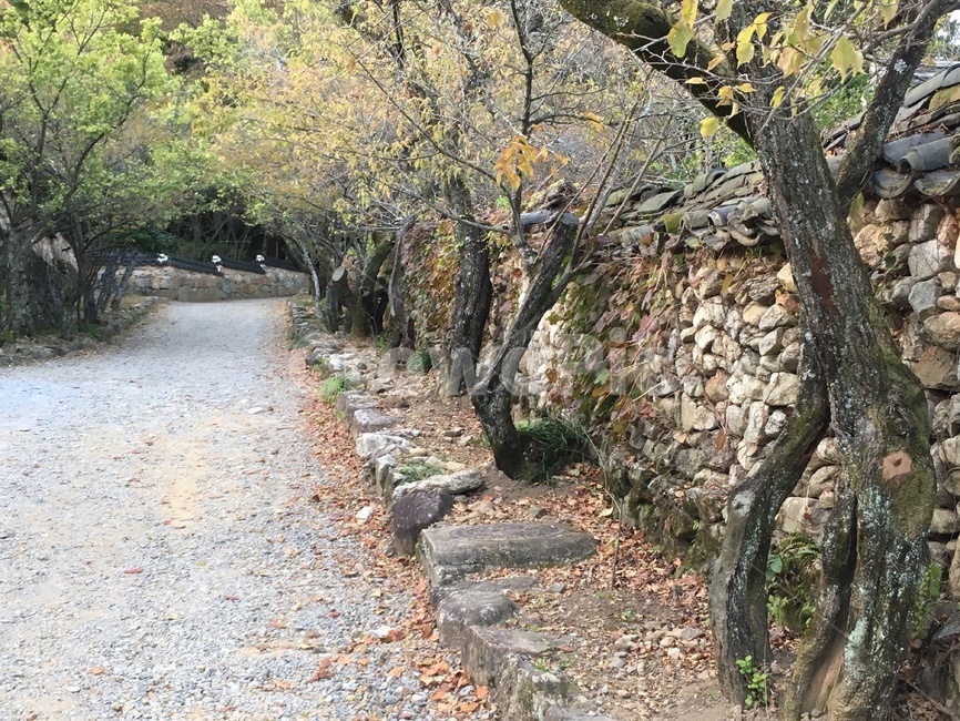 선암사,풍경,가을,낙엽,돌담장,돌담,담장,기와,선암매,매화,산사,산지승원,절,사찰,불교,템플스테이,기도,유네스코,세계문화유산,흙길,돌길,산책,한국전통,한국문화,korean traditional,korean culture,건축물,건물외관,exterior,building,structure,architecture,construction