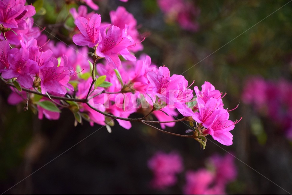 철쭉,철쭉꽃,봄꽃,봄,붉은철쭉,봄,계절,spring,season,식물,자연,plants,nature,꽃,flower,blossom,geranium,제라늄,plant