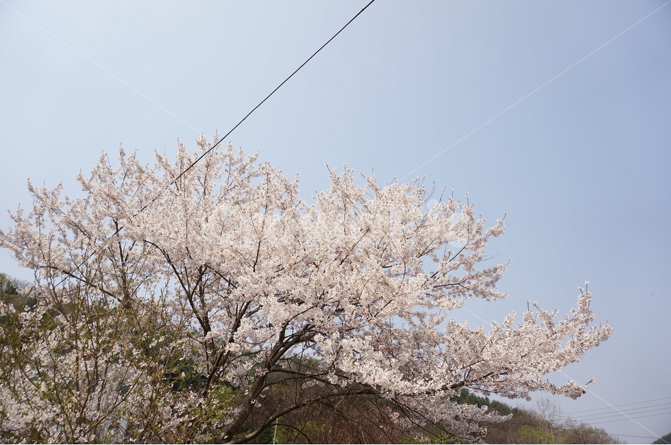 벚꽃,벚꽃나무,벚꽃잎,봄꽃,벚나무,봄,계절,spring,season,식물,자연,plants,nature,꽃,flower,plant