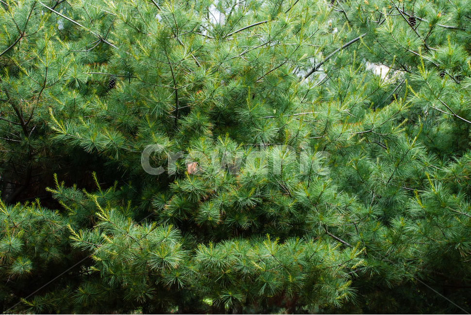 공원,나무,소나무,정원,숲,숲속,풀잎,잎,초록,자연,야외,파크,식물,조경,나뭇잎,맑은,힐링,경치,풍경,봄,가을,환경,녹색,한적한,조용한,솔방울,솔잎,크리스마스,12월,배경,녹지공원,식물,자연,plants,nature,나무,trees,wood