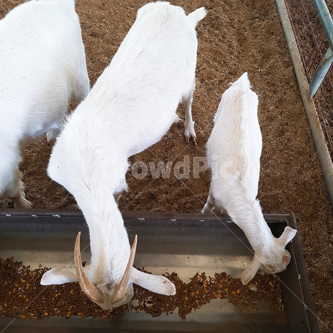 animal,동물,염소,goat,cattle