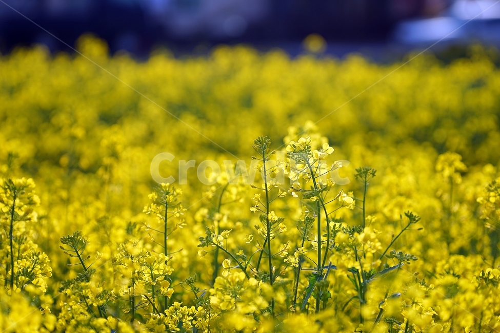 유채꽃,유채꽃축제,봄꽃,제주도,꽃,봄,계절,spring,season,식물,자연,plants,nature,꽃,flower,field,들,outdoors,옥외,grassland,목초지