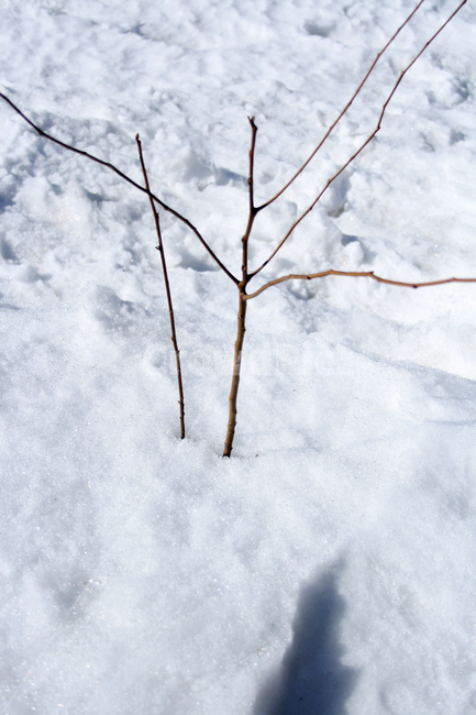 겨울,나무,눈,나뭇가지,snow,겨울,계절,winter,season