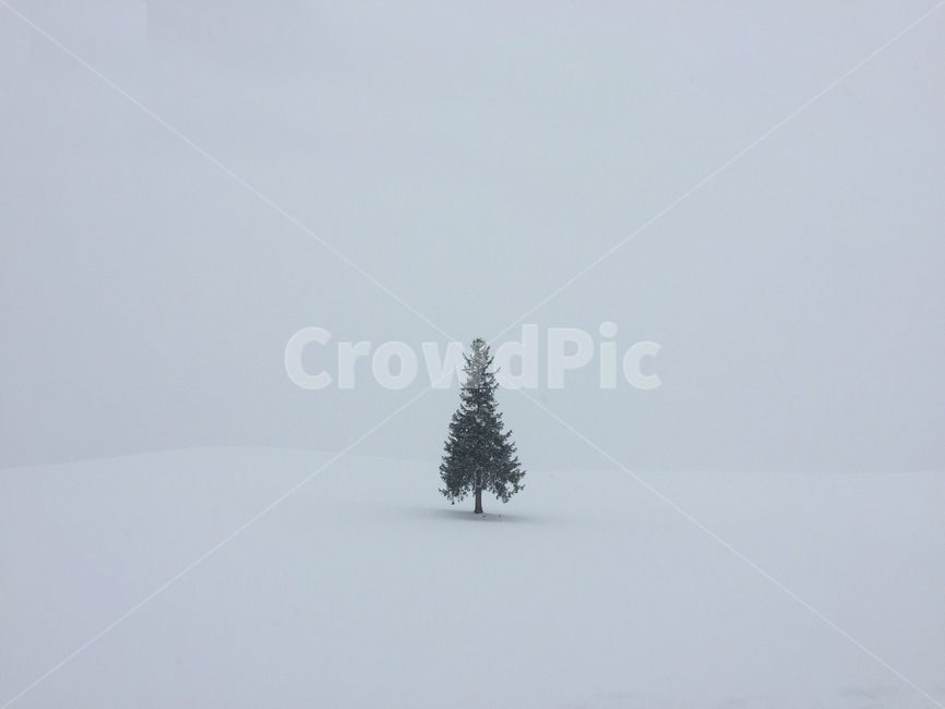 설경,크리스마스트리,나무,외로움,비에이,일본,japan,biei,christmastree,alone,snowscene,lonely,나홀로나무,겨울,눈,겨울,계절,winter,season