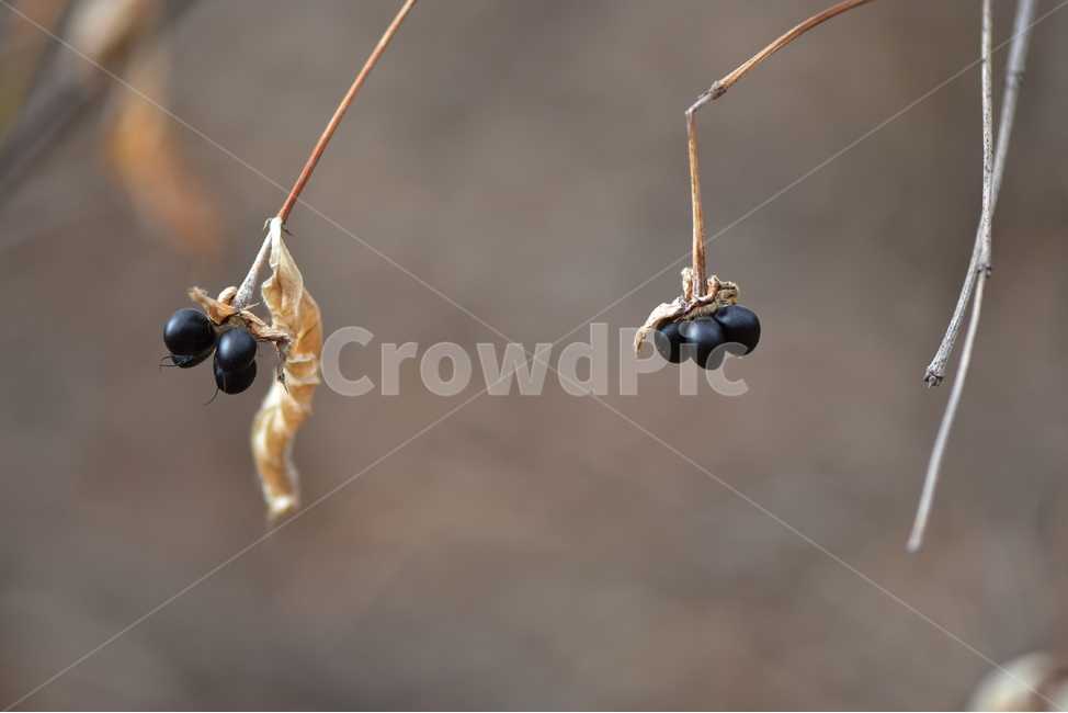 병아리꽃나무,열매,사진,식물,결실,씨앗,검은색,도감,plant,tree,nature,자연,생태,겨울,계절,나무,목본,학습,자료,study,식물,자연,plants,nature,과일,열매,fruit