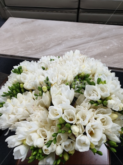 프리지아,프리지아꽃,꽃,하얀꽃,flower,봄꽃