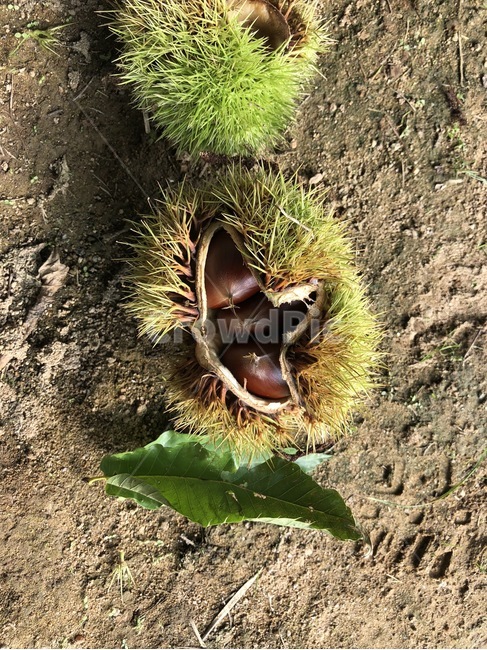 밤,밤송이,가을,밤나무,가을열매,자연물,chestnuts,chestnutbur,fall,과일,열매,fruit