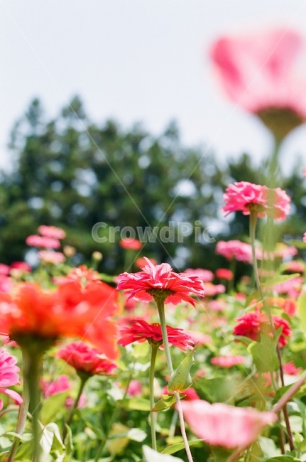 백일홍,꽃,봄,화려함,알록달록,식물,자연,plants,nature,꽃,flower