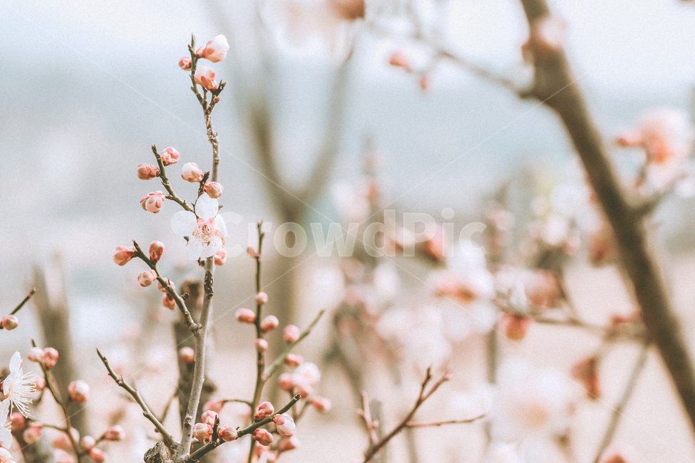 꽃,봄,살구,살구꽃,봄꽃,감성,필름,꽃구경,봄,계절,spring,season,식물,자연,plants,nature,꽃,flower,감성,sensible,feeling,plant