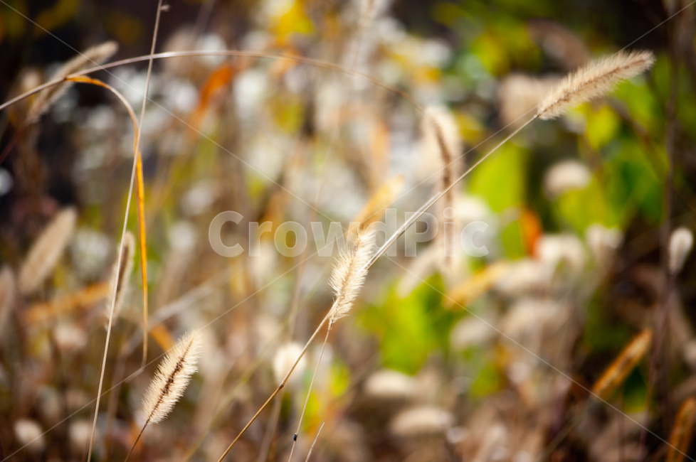 식물,plant,공원,자연,잡초,식물,자연,plants,nature