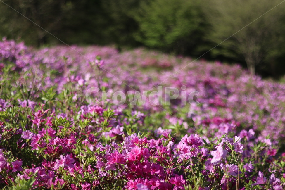 영산홍,길가,붉음,봄,빛,나무,봄,계절,spring,season,식물,자연,plants,nature,꽃,flower,geranium,제라늄,blossom,plant,petal,꽃잎