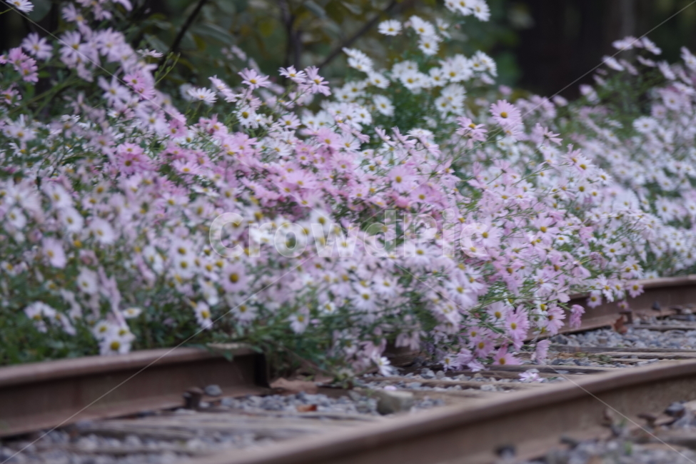 꽃,flower,plant,식물,가을,선로,철길,구절초,식물,자연,plants,nature,꽃,flower