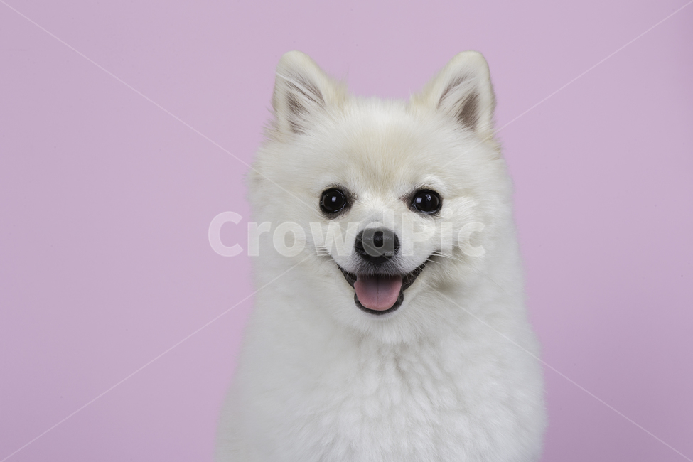 강아지,포메,포메라니안,귀여운,동물,동물,animal,포유류,mammal,개,강아지,dog,doggy