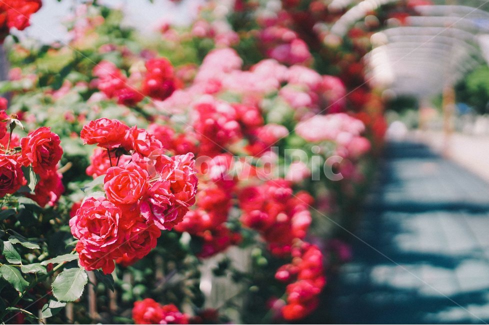 꽃,장미,장미꽃,봄,장미축제,식물,자연,plants,nature,꽃,flower,감성,sensible,feeling