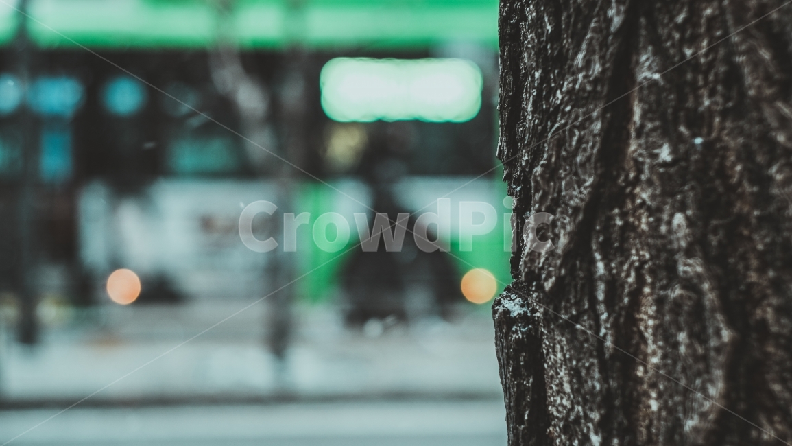 풍경,도시,일상,나무,눈,식물,자연,plants,nature,나무,trees,wood,감성,sensible,feeling