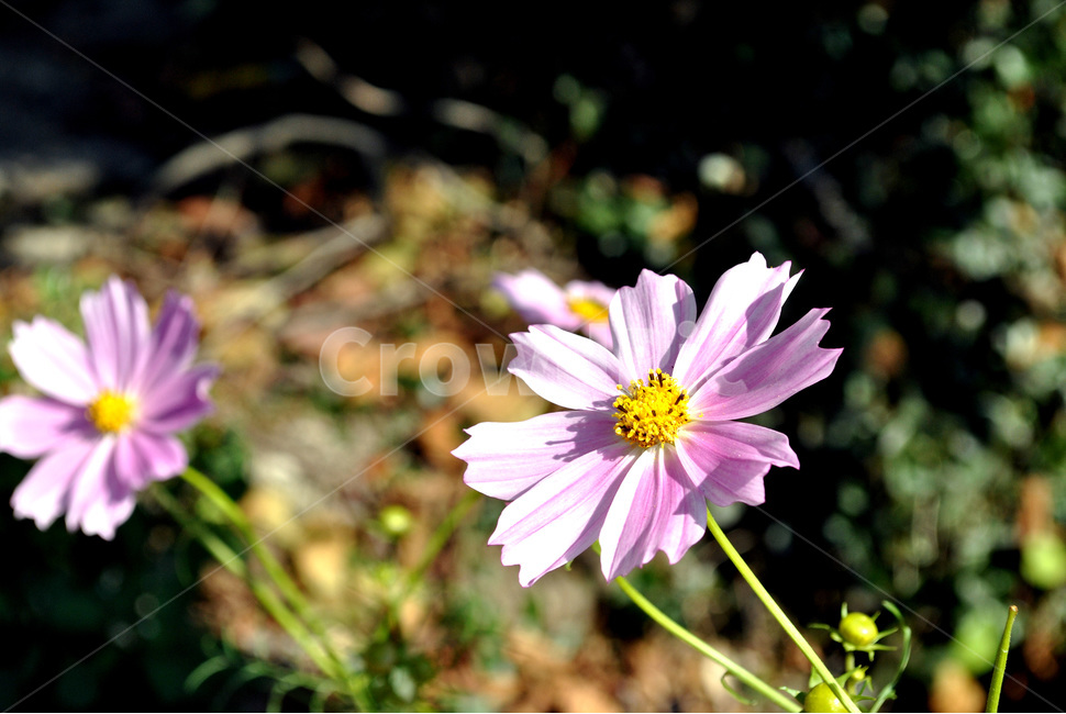 꽃,접사,식물,plant,아웃포커싱,아웃포커스,코스모스,가을,계절,fall,autumn,season,식물,자연,plants,nature,꽃,flower